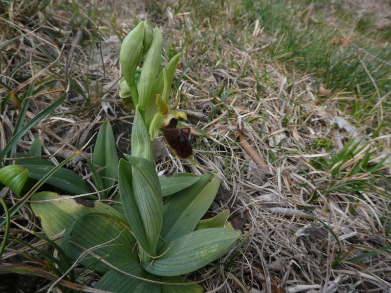 Ophrys sphegodes subsp. sphegodes